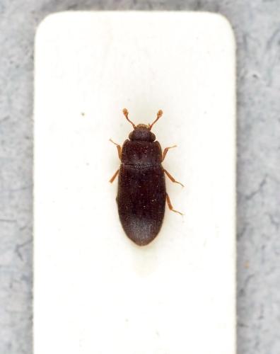 Biphyllus frater